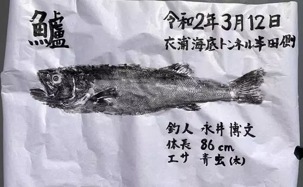 「春の陸っぱり夜釣り堪能　ウキ釣りで86cmスズキに前打ちでアオハタ」の画像