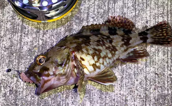 「春の陸っぱり夜釣り堪能　ウキ釣りで86cmスズキに前打ちでアオハタ」の画像