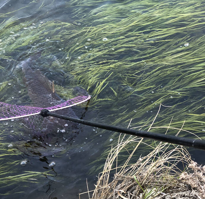 激スレ鯉を『パンコイ』で攻略する方法6選　タイミングと場所選びが重要
