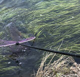 「激スレ鯉を『パンコイ』で攻略する方法6選　タイミングと場所選びが重要」の画像5