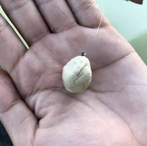 「激スレ鯉を『パンコイ』で攻略する方法6選　タイミングと場所選びが重要」の画像