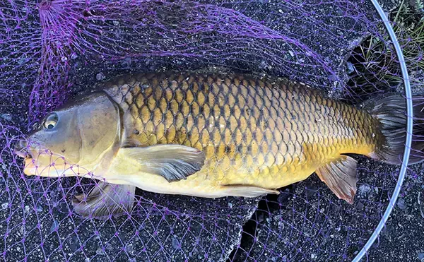 激スレ鯉を『パンコイ』で攻略する方法6選　タイミングと場所選びが重要