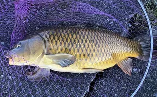 食パン 片手に娘とお散歩フィッシング パンコイ でcm鯉が浮上 年6月22日 エキサイトニュース 食パン 片手に娘とお散歩フィッシング パンコイ でcm鯉が浮上 年6月22日 エキサイトニュース