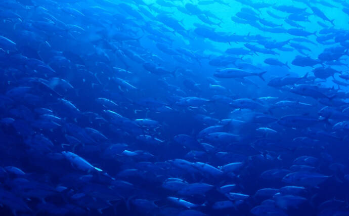 国際的な嫌われ者『黄砂』が海のサカナを育てる不思議　温暖化対策にも？