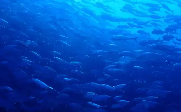 「国際的な嫌われ者『黄砂』が海のサカナを育てる不思議　温暖化対策にも？」の画像