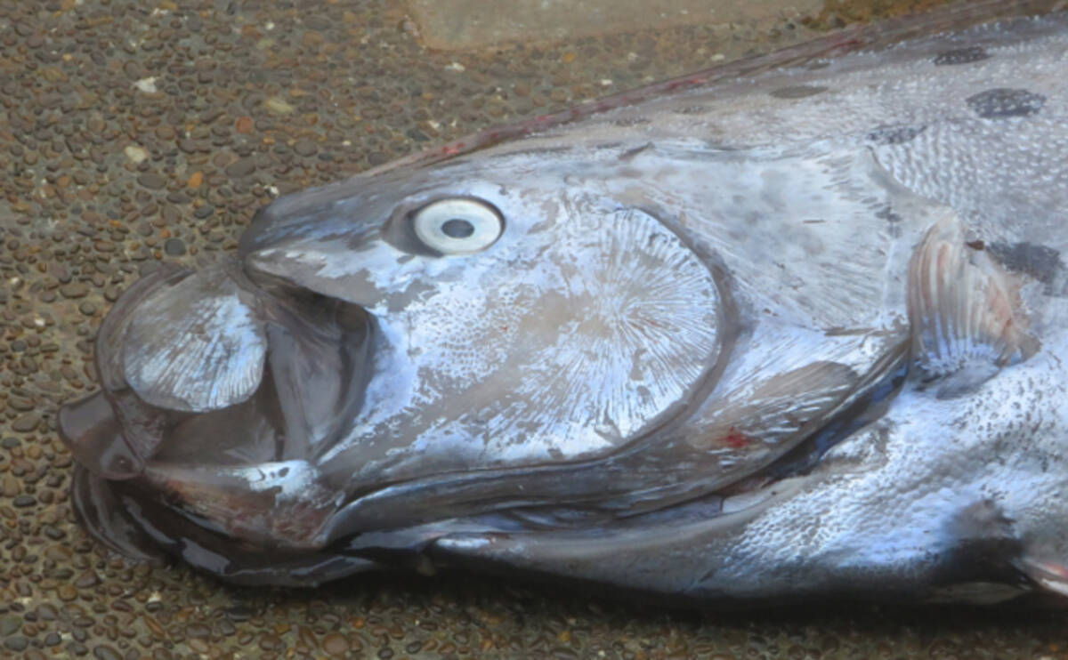 珍しい深海魚が現れると大地震が発生 はウソ 大学が関連性を調査 年4月25日 エキサイトニュース