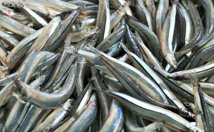 【西日本編】4月に旬を迎える海の幸4選　春のキビナゴは天ぷらで食す