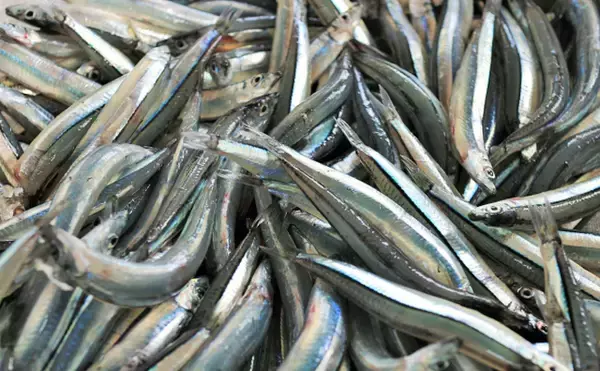 「【西日本編】4月に旬を迎える海の幸4選　春のキビナゴは天ぷらで食す」の画像