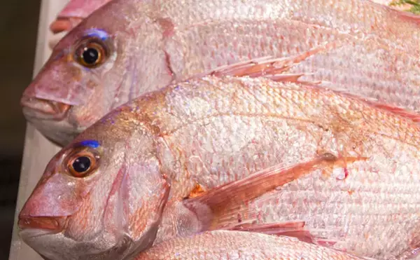 「【西日本編】4月に旬を迎える海の幸4選　春のキビナゴは天ぷらで食す」の画像