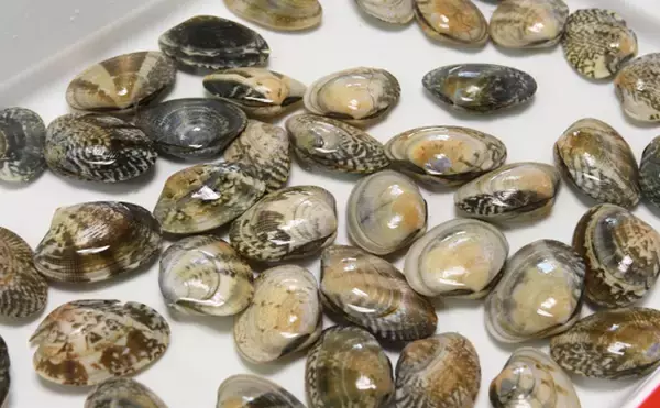 「潮干狩りの前に必ずチェック　恐ろしい「貝毒」と対策について解説」の画像