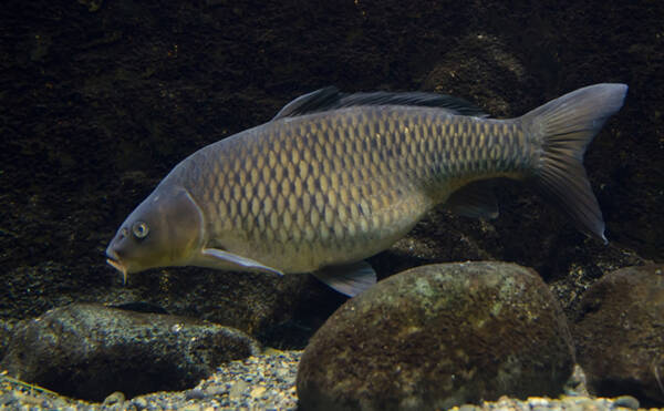 欧州では意外とごちそう コイ の食用魚としての側面を紹介 年4月30日 エキサイトニュース