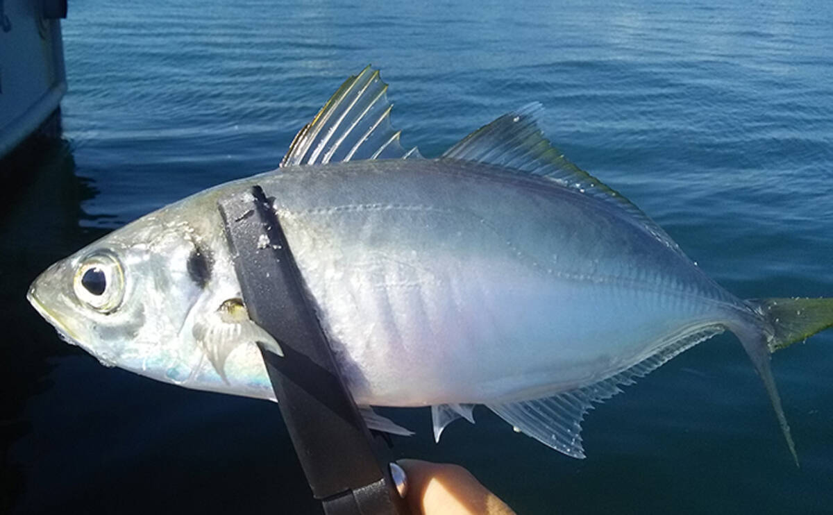 釣行に必ず持っていきたい小物アイテム4選 無いとストレスだらけに 年4月24日 エキサイトニュース