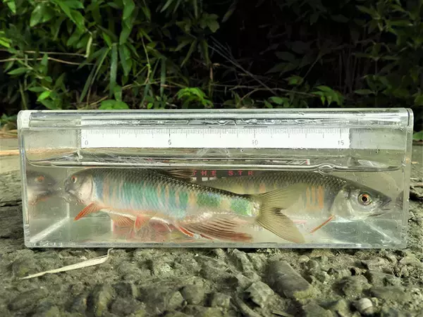 「身近な河川で気軽に入門　4,000円以下で購入できる『淡水エサ釣り』竿」の画像