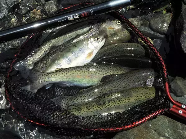 「身近な河川で気軽に入門　4,000円以下で購入できる『淡水エサ釣り』竿」の画像