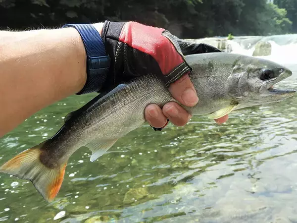 「身近な河川で気軽に入門　4,000円以下で購入できる『淡水エサ釣り』竿」の画像