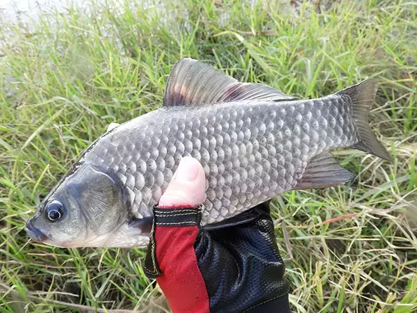 「身近な河川で気軽に入門　4,000円以下で購入できる『淡水エサ釣り』竿」の画像