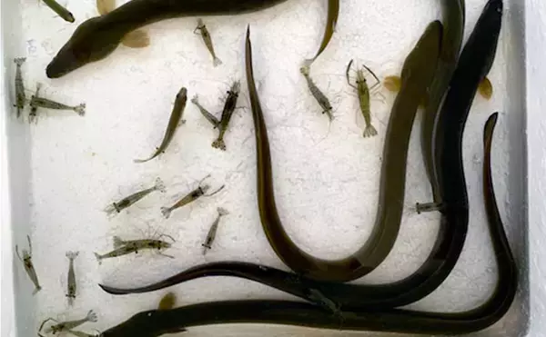 ブッコミ釣りで天然ウナギ手中　「ウナギ道」にアタリ集中？【愛知】