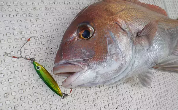 「小型メタルジグで狙う『タイジギング』のススメ　水平フォールがキモ」の画像