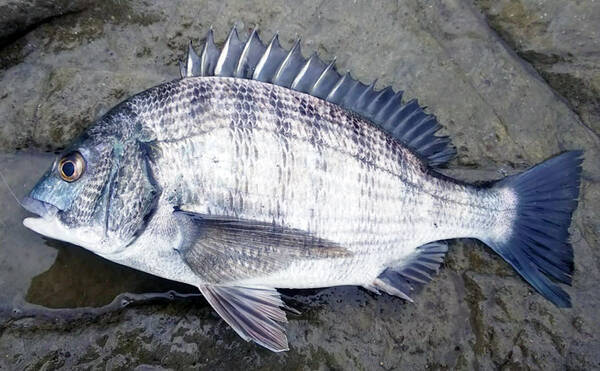 陸っぱりフカセ釣りでクロダイ狙い 大物バラしで呆然 千葉 富浦旧港 年4月29日 エキサイトニュース