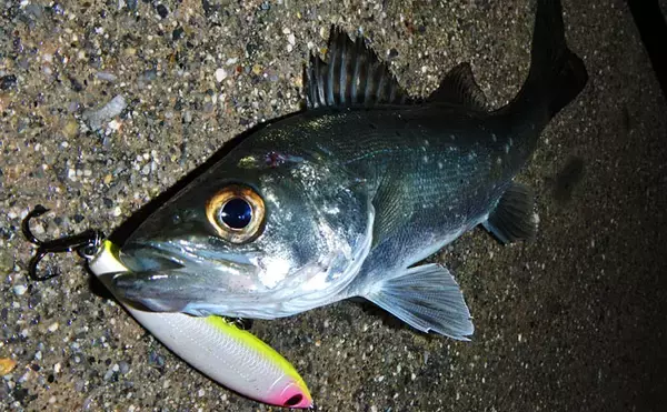 「トップウォーターシーバスゲームでセイゴ連発キャッチ【三重・四日市港】」の画像