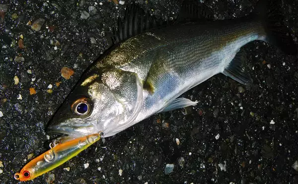 「トップウォーターシーバスゲームでセイゴ連発キャッチ【三重・四日市港】」の画像