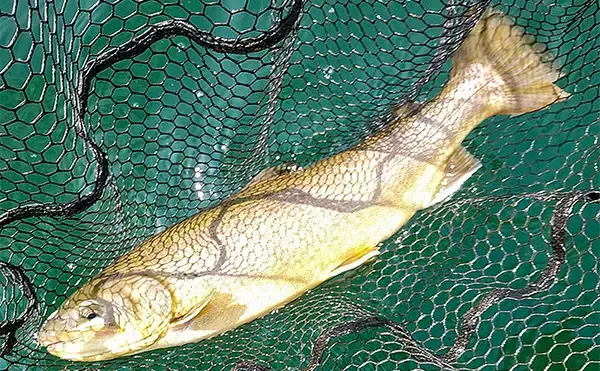 「ボートフライフィッシング3days釣行で大型トラウト続々【芦ノ湖】」の画像