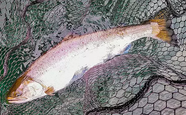 「ボートフライフィッシング3days釣行で大型トラウト続々【芦ノ湖】」の画像