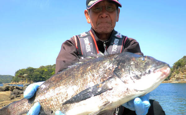 磯フカセ釣りで狙う乗っ込みチヌ 50cm頭に続々 長崎 南九十九島 年5月7日 エキサイトニュース