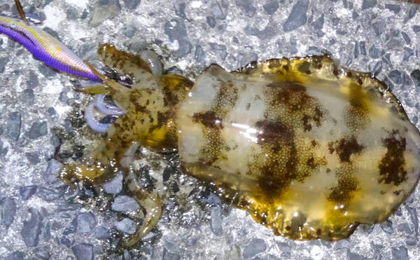 波止エギングで1kg級 春アオリイカ キャッチ 強めのアワセがキモ 年5月12日 エキサイトニュース