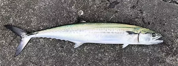 「ライトショアジギングで魚が釣れない4つの理由（ルアー選択ミス以外）」の画像