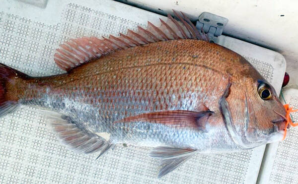 錦江湾の風物詩 乗っ込み マダイ釣り タイラバのボトムずる引きで本命 年5月15日 エキサイトニュース 錦江湾の風物詩 乗っ込み マダイ釣り タイラバのボトムずる引きで本命 年5月15日 エキサイトニュース