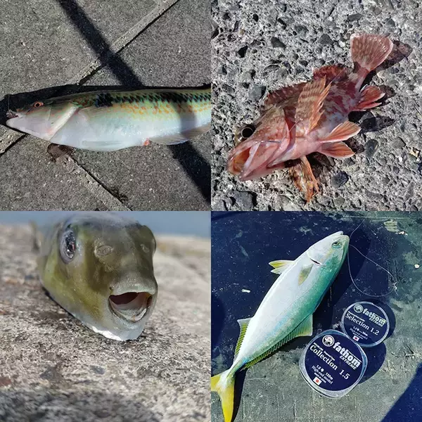 「納竿のタイミングでナブラが立つのはナゼ？　理由不明の釣行アルアル5選」の画像