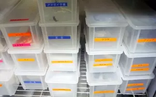 自宅生活をちょっと楽しく 活エビエサクーラー自作 100均アイテム活用 年5月26日 エキサイトニュース