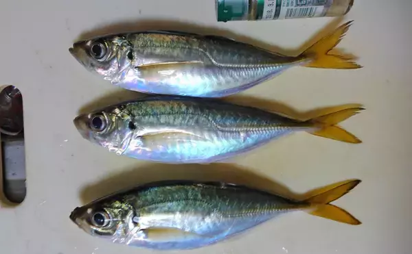 初夏の東京湾『金アジ』が絶品の理由　ノドグロと同等の価格になることも