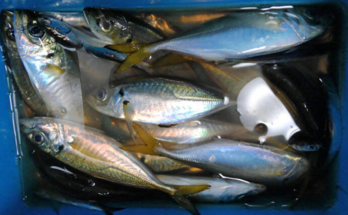 初夏の東京湾『金アジ』が絶品の理由　ノドグロと同等の価格になることも