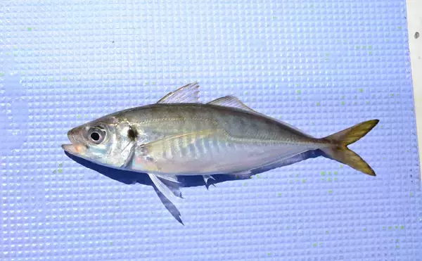 「初夏の東京湾『金アジ』が絶品の理由　ノドグロと同等の価格になることも」の画像