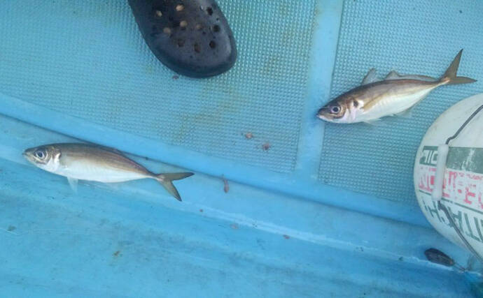 初夏の東京湾『金アジ』が絶品の理由　ノドグロと同等の価格になることも