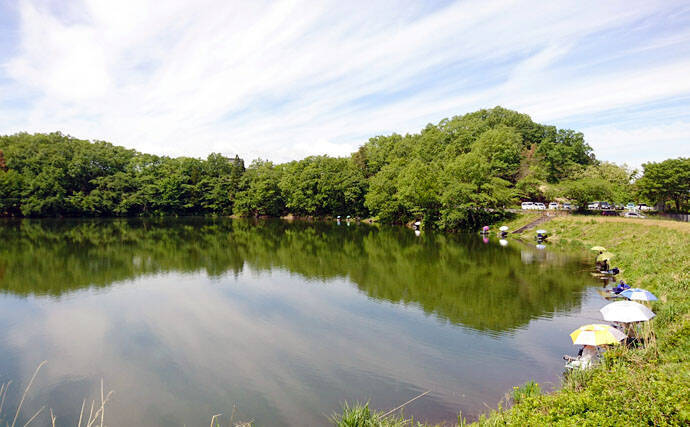 ヘラブナ釣り回想記：山形県　カワウの食害少なく抜群の魚影が魅力