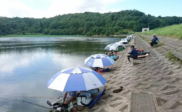 「ヘラブナ釣り回想記：山形県　カワウの食害少なく抜群の魚影が魅力」の画像