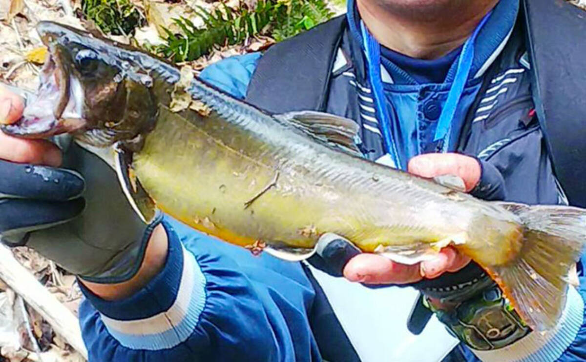 渓流エサ釣りで36cm大イワナ手中 源流部でヒット 福井 打波川 年5月19日 エキサイトニュース 3 4