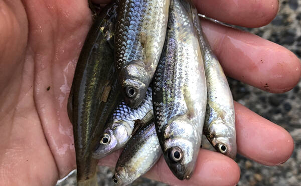 淡水小魚釣り 好ポイント探しの3つの鉄則 身近な水路で楽しもう 年5月23日 エキサイトニュース