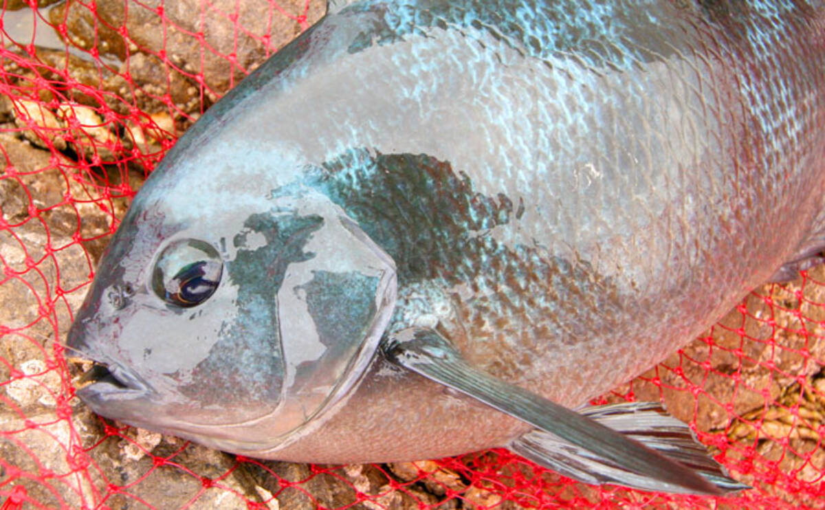 初夏の波止グレ釣りの釣果を左右する ウキ下 調整法3パターン 年5月19日 エキサイトニュース 3 3