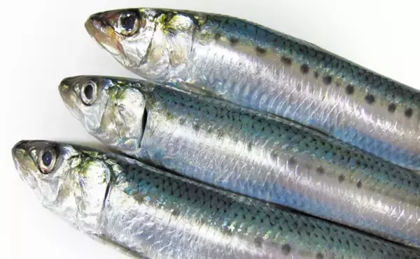 「【東日本編】5月に旬を迎える海の幸5選　北陸は肝パンのウマヅラハギ」の画像