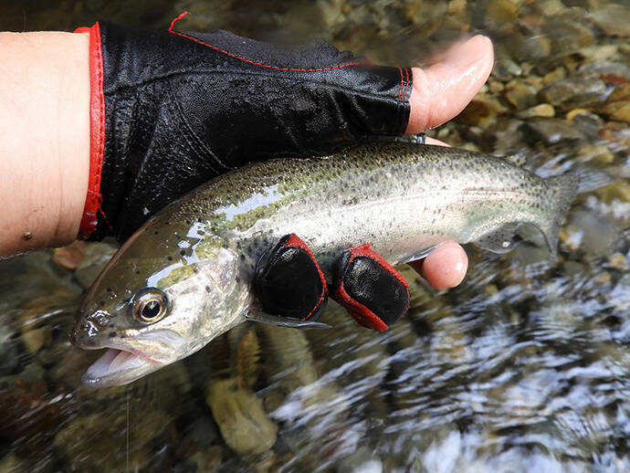 【名栗川2020初夏】ヤマメ＆イワナ好釣り場紹介　「堰堤」狙いが定石か