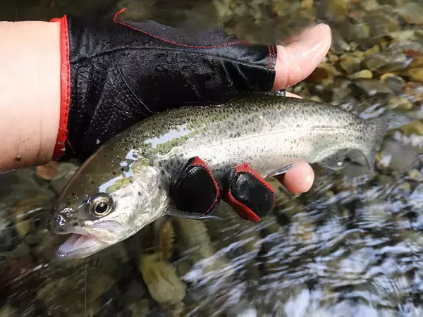 「【名栗川2020初夏】ヤマメ＆イワナ好釣り場紹介　「堰堤」狙いが定石か」の画像