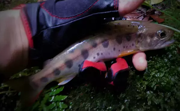 「【名栗川2020初夏】ヤマメ＆イワナ好釣り場紹介　「堰堤」狙いが定石か」の画像