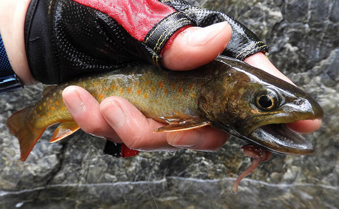 【名栗川2020初夏】ヤマメ＆イワナ好釣り場紹介　「堰堤」狙いが定石か