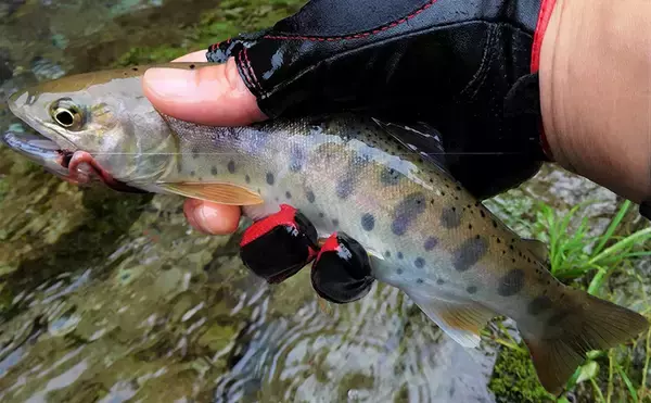 【名栗川2020初夏】ヤマメ＆イワナ好釣り場紹介　「堰堤」狙いが定石か