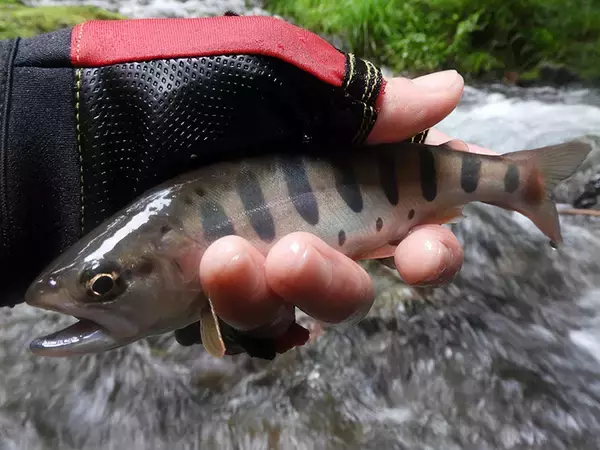 「【名栗川2020初夏】ヤマメ＆イワナ好釣り場紹介　「堰堤」狙いが定石か」の画像