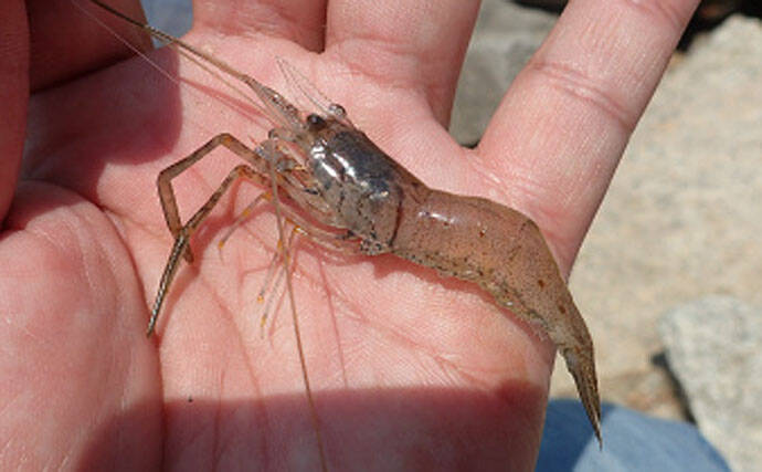 梅雨が最盛期の テナガエビ釣り 昼と夜それぞれの釣り方を解説 年5月22日 エキサイトニュース